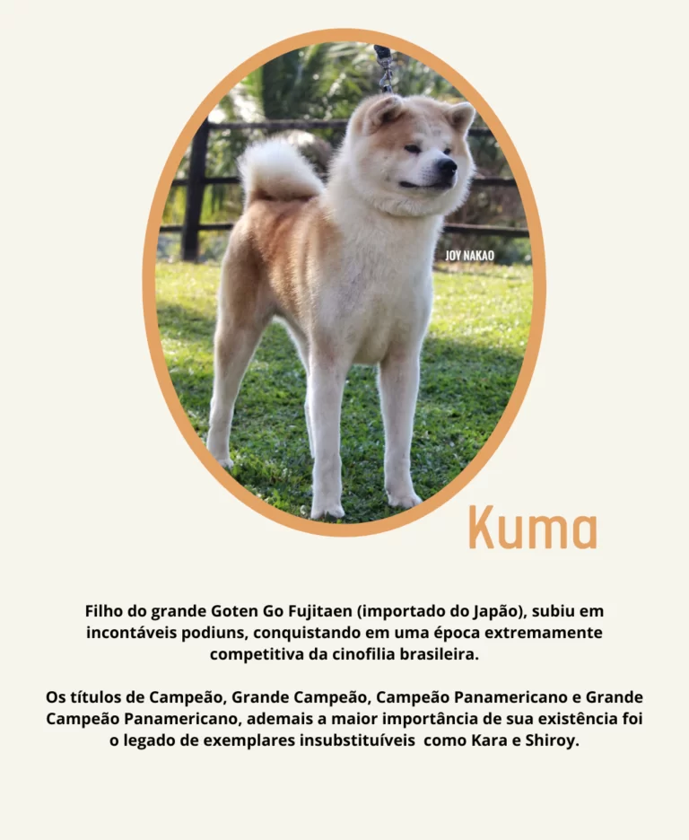 Rei Ele é o percursor do seu legado, com suas características únicas dando origem a Dinastia Rei. Porte digno de um potente guardião japonês, ossatura que impressiona, expressão que encanta, e tem - 3