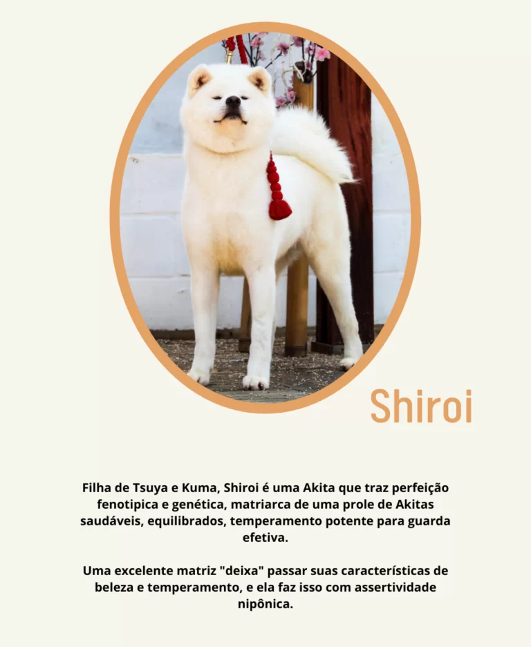 Rei Ele é o percursor do seu legado, com suas características únicas dando origem a Dinastia Rei. Porte digno de um potente guardião japonês, ossatura que impressiona, expressão que encanta, e tem - 7