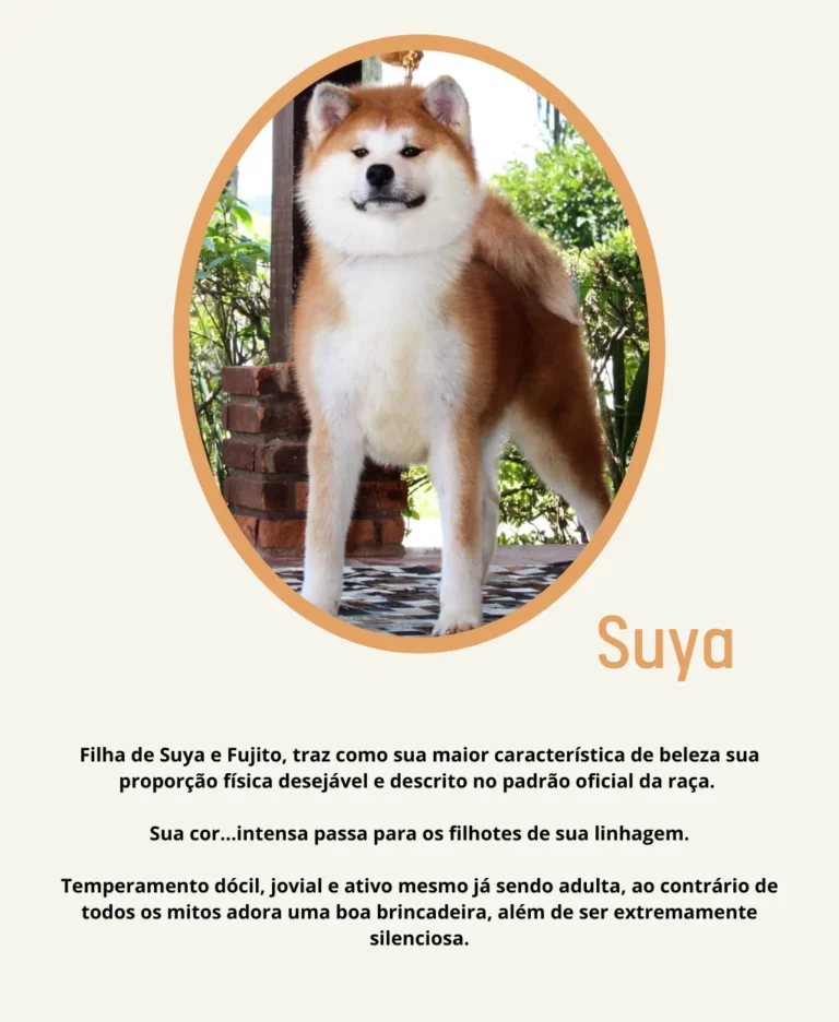 Rei Ele é o percursor do seu legado, com suas características únicas dando origem a Dinastia Rei. Porte digno de um potente guardião japonês, ossatura que impressiona, expressão que encanta, e tem - 8