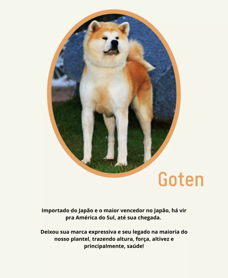 Rei Ele é o percursor do seu legado, com suas características únicas dando origem a Dinastia Rei. Porte digno de um potente guardião japonês, ossatura que impressiona, expressão que encanta, e tem - 9